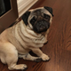 Illustration for article titled 10-Month-Old Pug Worried Upon Reaching Age When Father Developed Debilitating Breathing Problems